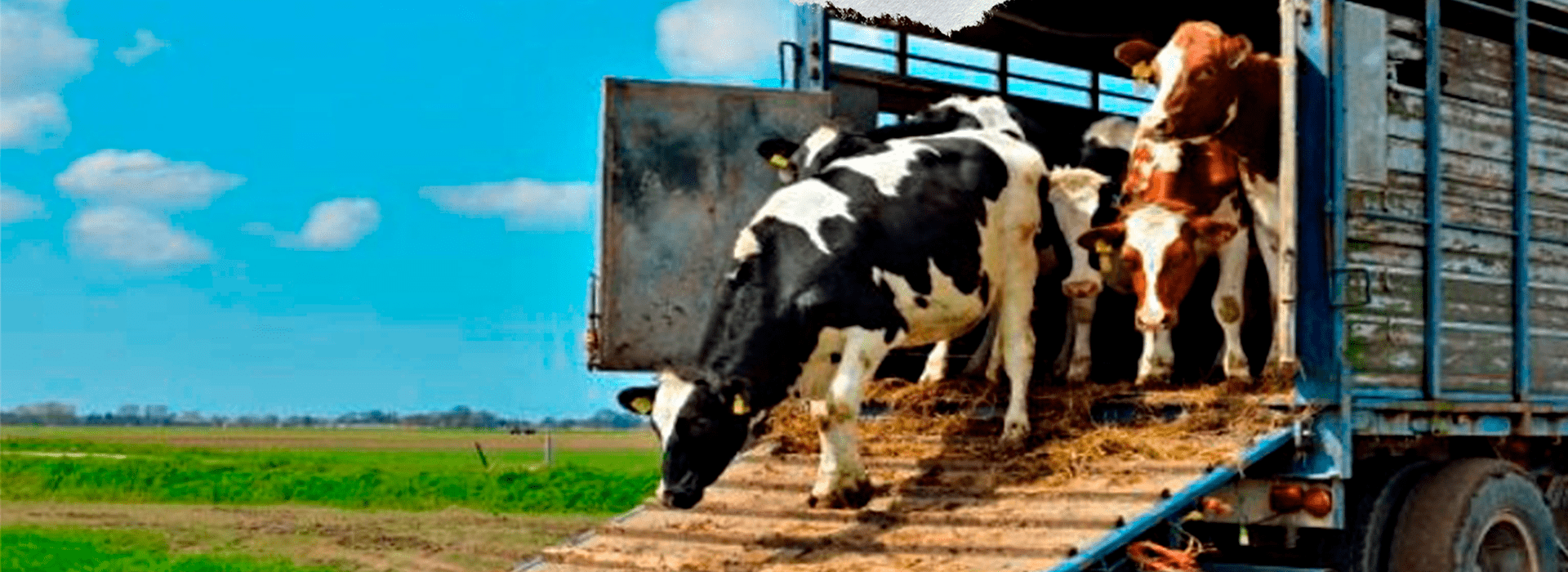 Bienestar animal para transportistas